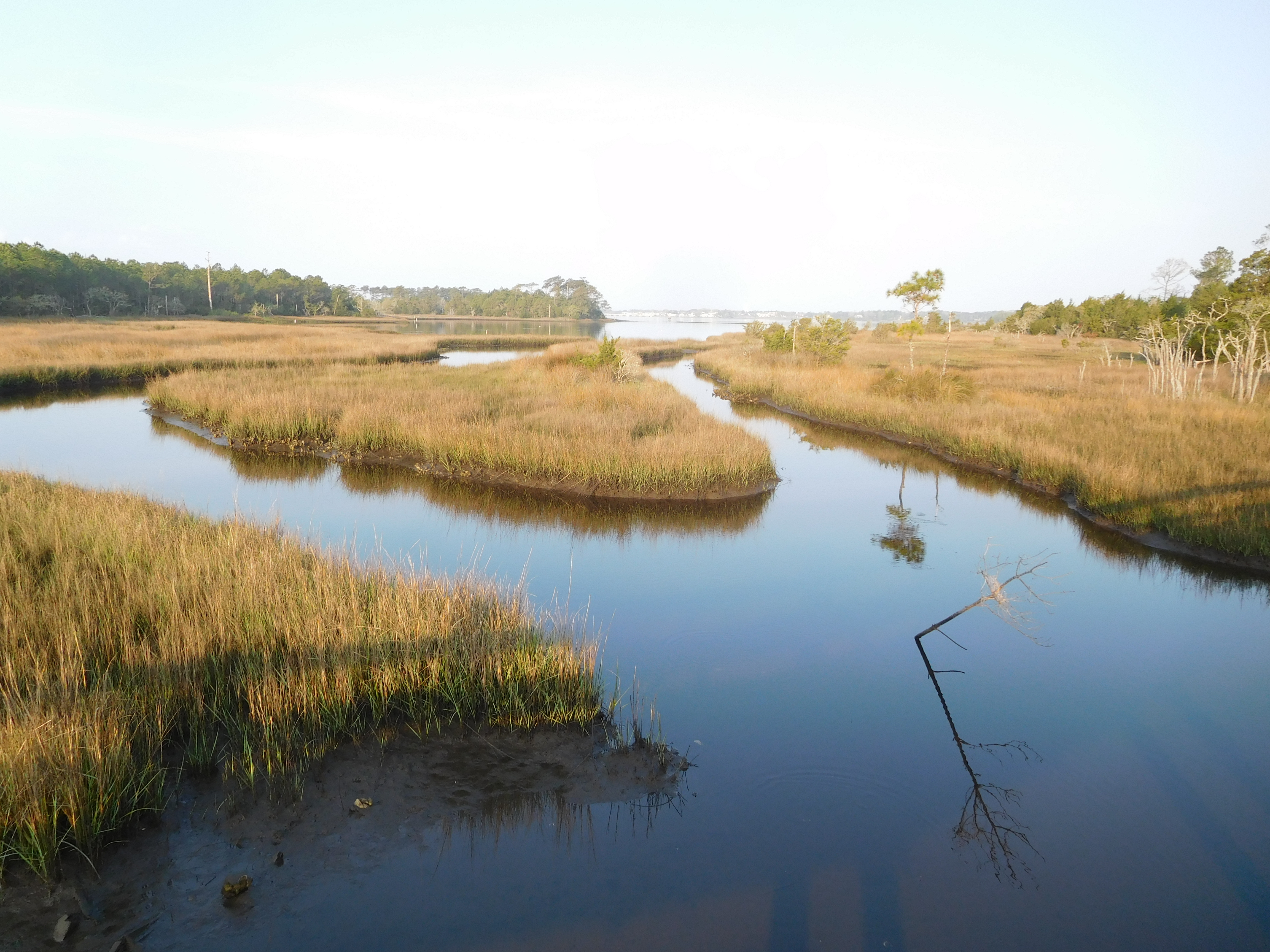 Croatan National Forest, North Carolina | Julie Journeys