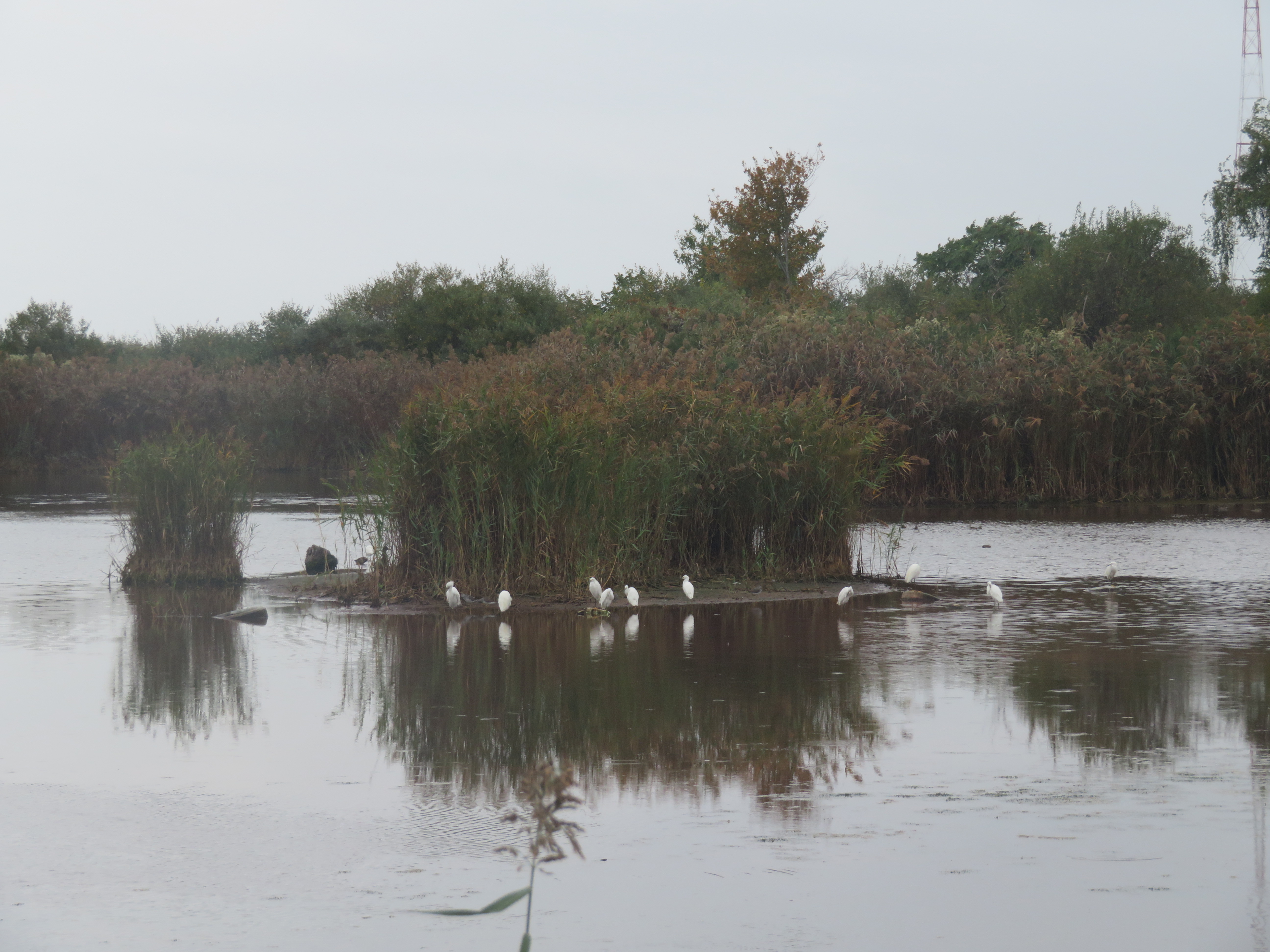 Stewart B. McKinney National Wildlife Refuge, Connecticut | Julie Journeys